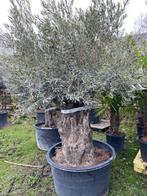 Olijfboom bonsai NR.BA 2 nieuwe aanvoer/ winterhard, In pot, Olijfboom, Zomer, Volle zon