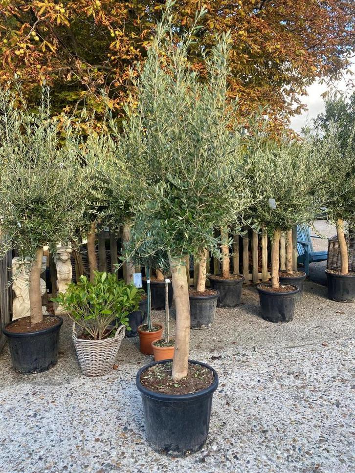 Winterharde Super mooie Olijfboom Olijfbomen Olijf bomen, Tuin en Terras, Planten | Bomen, Olijfboom, 100 tot 250 cm, Volle zon