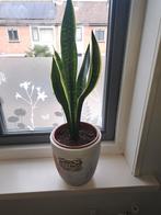 Mooie Sansevieria in pot. Makkelijke plant., Overige soorten, Vaste plant, Ophalen of Verzenden, Bloeit niet