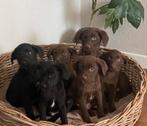 Prachtige FRIESE STABIJ x LABRADOR pups, Nederland, CDV (hondenziekte), 8 tot 15 weken, Meerdere