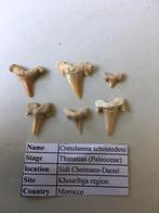 Haaientanden set (49 stuks) uit Khouribga region (Marokko), Ophalen of Verzenden, Fossiel