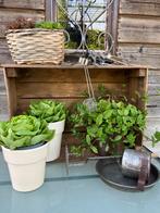 Oude kist veilingkist jaren 50, Tuin, Minder dan 30 cm, Ophalen of Verzenden, Zo goed als nieuw