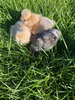 Kuikentjes USA Zijdehoen volop verkrijgbaar UITZOEKEN, Dieren en Toebehoren, Geslacht onbekend, Kip