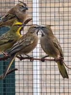 Groene Kardinaal 0-1, Dieren en Toebehoren, Vogels | Overige Vogels, Meerdere dieren, Geringd