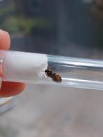 40+ Lasius niger koninginen met eitjes! €9,- per stuk, Dieren en Toebehoren, Insecten en Spinnen, Mieren
