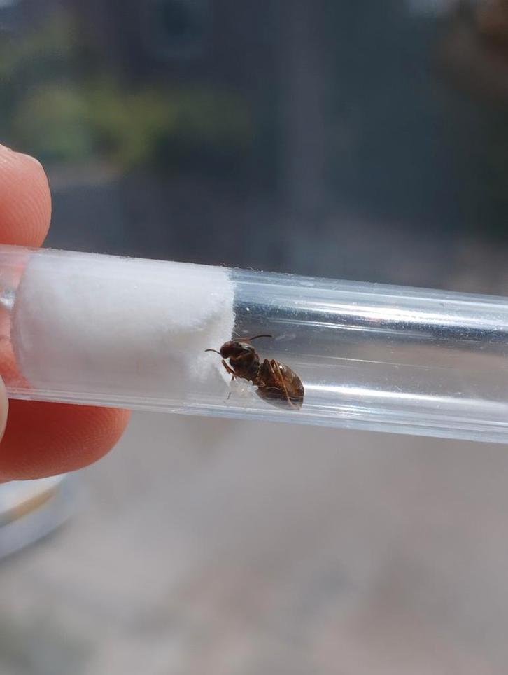 40+ Lasius niger koninginen met eitjes! €9,- per stuk, Dieren en Toebehoren, Insecten en Spinnen, Mieren