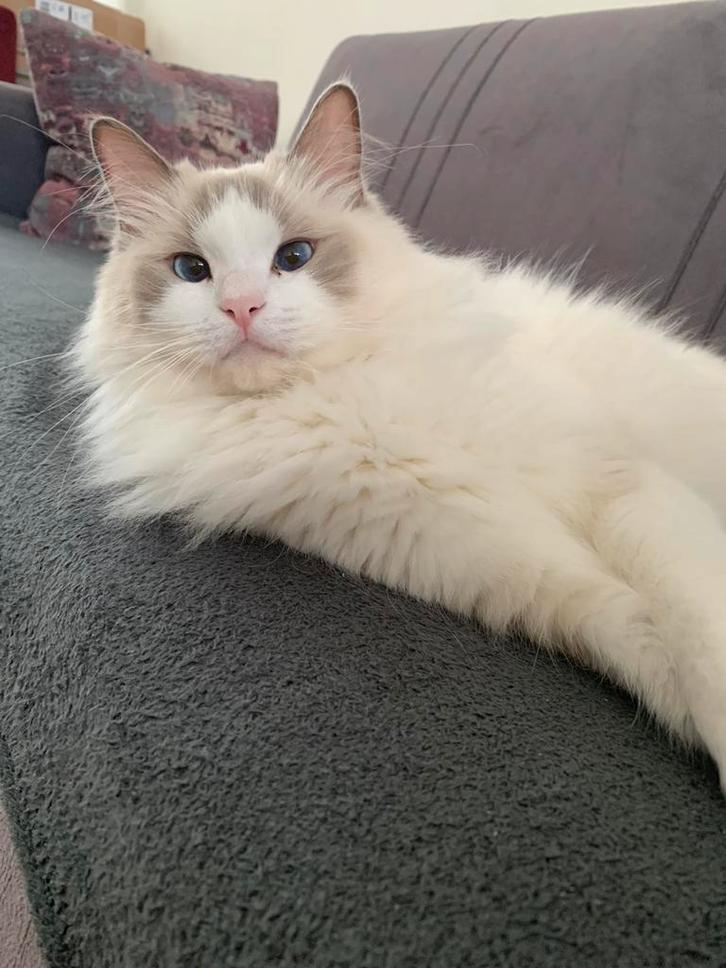 Kattenoppas in Rotterdam, Dieren en Toebehoren, Katten-accessoires, Ophalen of Verzenden