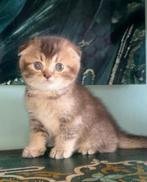 Scottish fold shorthair kitten, Dieren en Toebehoren, Katten en Kittens | Raskatten | Korthaar, Poes, Ontwormd