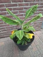 Bananenplant in 40 cm pot, Ophalen of Verzenden, Overige soorten, Minder dan 100 cm