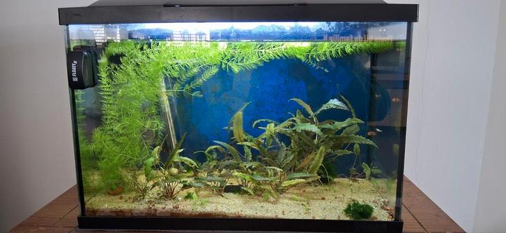 Superfish aquarium, Dieren en Toebehoren, Vissen | Aquaria en Toebehoren, Zo goed als nieuw, Leeg aquarium, Ophalen