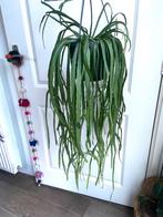 Lepisminum bolivianum stekjes / bundelkorting, Ophalen of Verzenden, Halfschaduw, Minder dan 100 cm