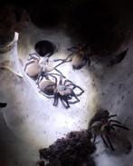 monocentropus balfouri communal, Dieren en Toebehoren