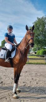 Allround topper te koop, Dieren en Toebehoren, Paarden