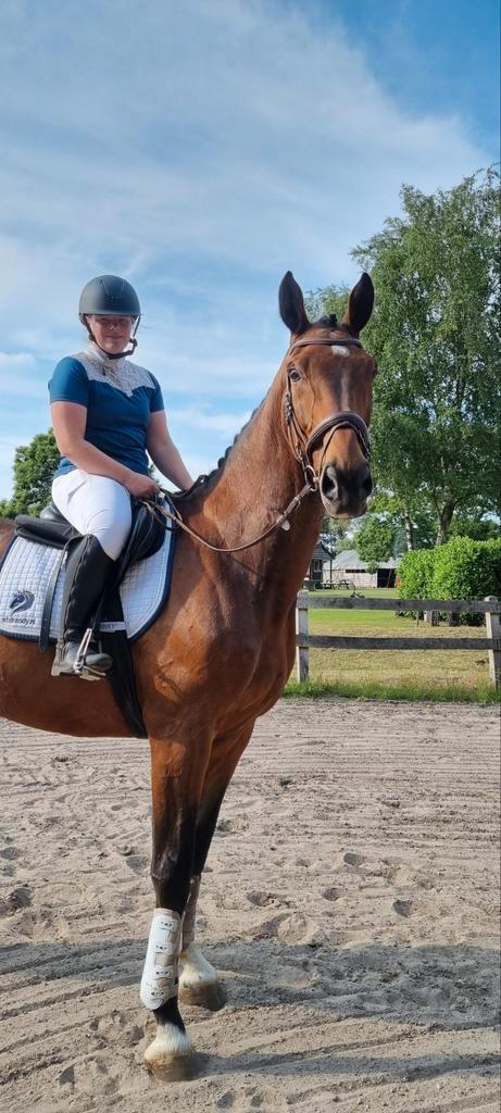 Allround topper te koop, Dieren en Toebehoren, Paarden