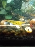 Tangerine tiger Caridina garnalen, Kreeft, Krab of Garnaal