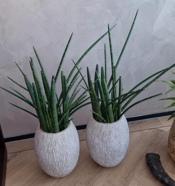 2 Grote Sansevieria's Cylindrica Spaghetti w. te groot  beschikbaar voor biedingen
