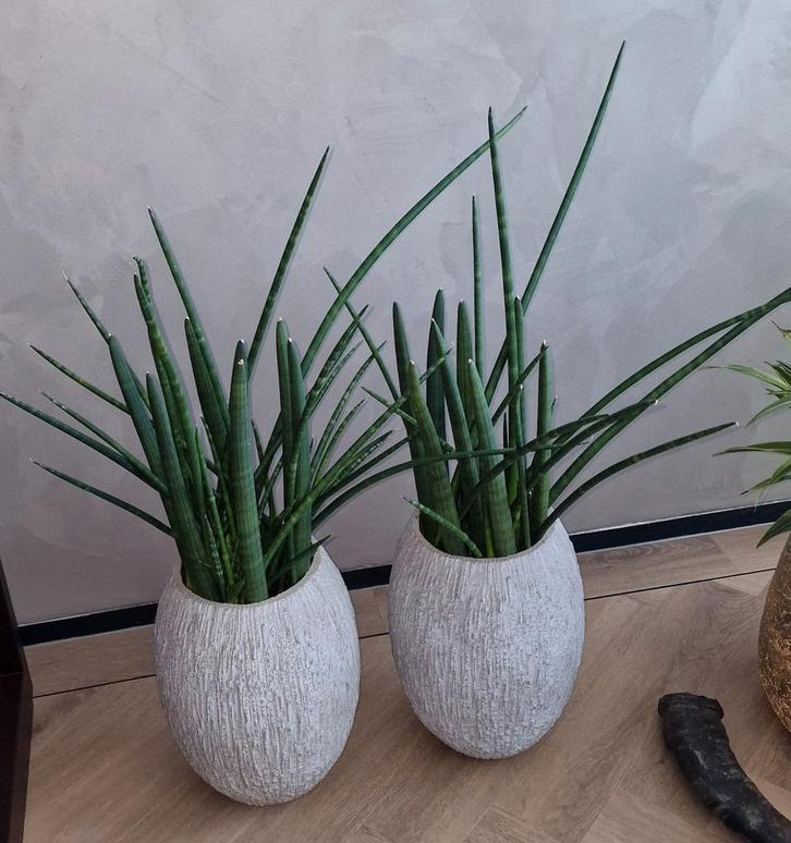 2 Grote Sansevieria's Cylindrica Spaghetti w. te groot, Huis en Inrichting, Kamerplanten, Vetplant, Minder dan 100 cm, Groene kamerplant