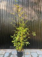 Bamboe. Phyllostachys aurea, Tuin en Terras, Planten | Bomen, Bloeit niet, Halfschaduw, Overige soorten, Ophalen