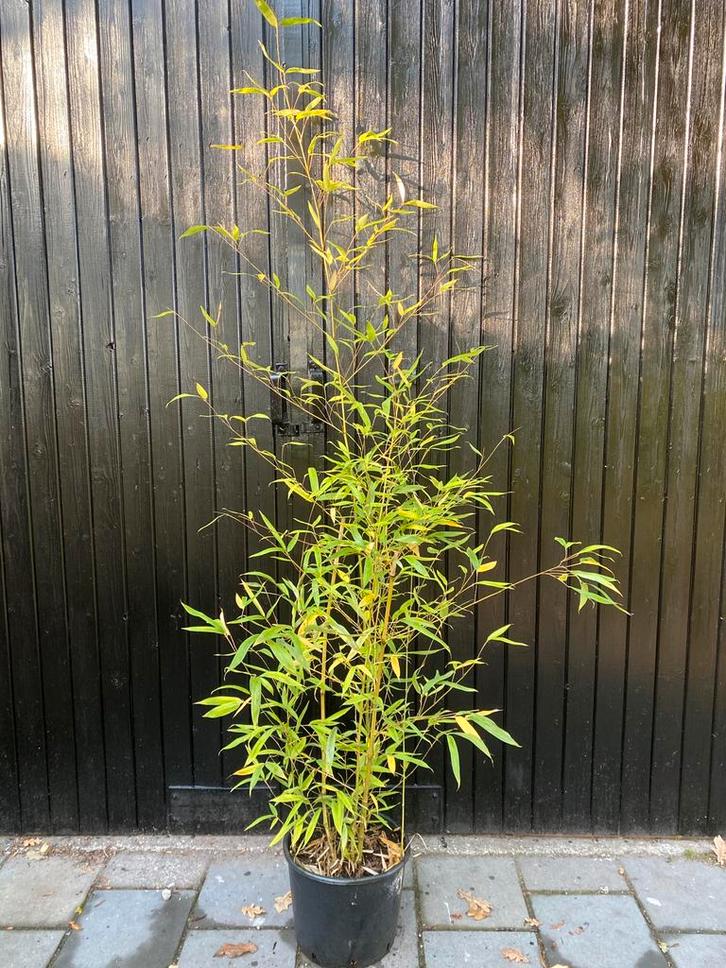 Bamboe. Phyllostachys aurea, Tuin en Terras, Planten | Bomen, Overige soorten, Halfschaduw, Bloeit niet, In pot, Ophalen