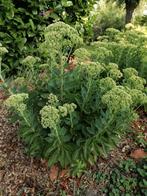 9 stuks Sedum Spectabile hemelsleutel vetkruid herbstfreude, Ophalen, Overige soorten, Minder dan 100 cm
