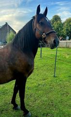 Paard, Dieren en Toebehoren, Paarden, Merrie, Recreatiepaard