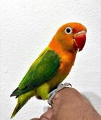 Schitterende super jonge Agapornis Fischeri, Meerdere dieren, Dwergpapegaai of Agapornis, Geringd