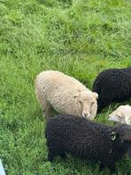 Ouessant ram, Dieren en Toebehoren, Mannelijk, Schaap