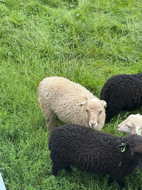 Ouessant ram, Dieren en Toebehoren, Schapen, Geiten en Varkens, Schaap, Mannelijk