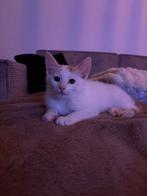Lief kitten, Dieren en Toebehoren, Katten en Kittens | Overige Katten, Kater, Kortharig, 0 tot 2 jaar