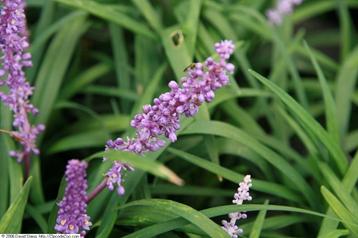 Aanbieding 20 blauw of wit Parelgras Liriope € 50 beschikbaar voor biedingen