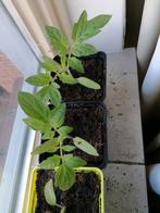 Tomatenplantje moestuin, Zomer, Ophalen of Verzenden, Groenteplanten, Eenjarig