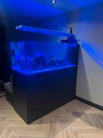 Red Sea Peninsula 650, Dieren en Toebehoren, Vissen | Aquaria en Toebehoren, Ophalen, Zo goed als nieuw, Gevuld zeewateraquarium