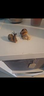 Afrikaanse reuzenslakken, 2 baby's, 2 volwassenen, Dieren en Toebehoren, Juli, Meerdere dieren