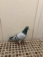 Doffer rechtstreeks Biesmans Pigeons, Mannelijk, Postduif