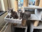 Ragdol kitten, Dieren en Toebehoren, Katten en Kittens | Raskatten | Langhaar, Meerdere dieren, Ontwormd, 0 tot 2 jaar