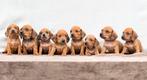Dwerg teckel puppy’s, Dieren en Toebehoren, België, Fokker | Hobbymatig, CDV (hondenziekte), 8 tot 15 weken