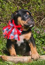 Prachtige old english bulldog pups, Dieren en Toebehoren, Honden | Bulldogs, Pinschers en Molossers, Bulldog, Meerdere, Meerdere dieren