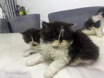 Perzische katten, Dieren en Toebehoren