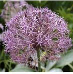 Allium christophii sierui zaden, Ophalen