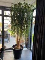 Grote Olifantspoot (Beaucarnea recurvata), Ophalen, 200 cm of meer, Overige soorten, Halfschaduw