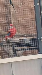 Roodopaline x lutino rosella, Dieren en Toebehoren, Vogels | Parkieten en Papegaaien, Meerdere dieren, Parkiet