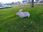 Vlaamse reus ram te koop!, Dieren en Toebehoren, Mannelijk, Groot