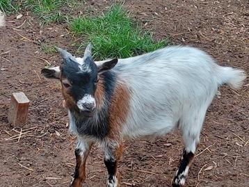 Dwergbok beschikbaar voor biedingen