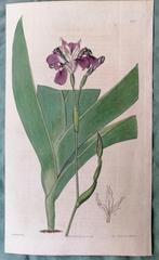 Antieke kopergravure van Syd Edwards - Paarse Iris, Ophalen of Verzenden