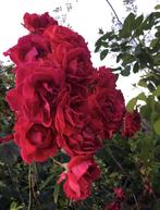 BIO Luxe geurende rozen in de potten diverse stekjes van, Overige soorten, Volle zon, Vaste plant, Ophalen of Verzenden