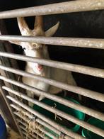 Dekbokken met stamboek te huur, Dieren en Toebehoren, Mannelijk, Geit, 0 tot 2 jaar