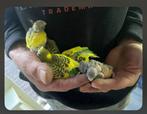 Jonge papegaaien zoeken een thuis, Dieren en Toebehoren, Vogels | Parkieten en Papegaaien, Meerdere dieren, Papegaai