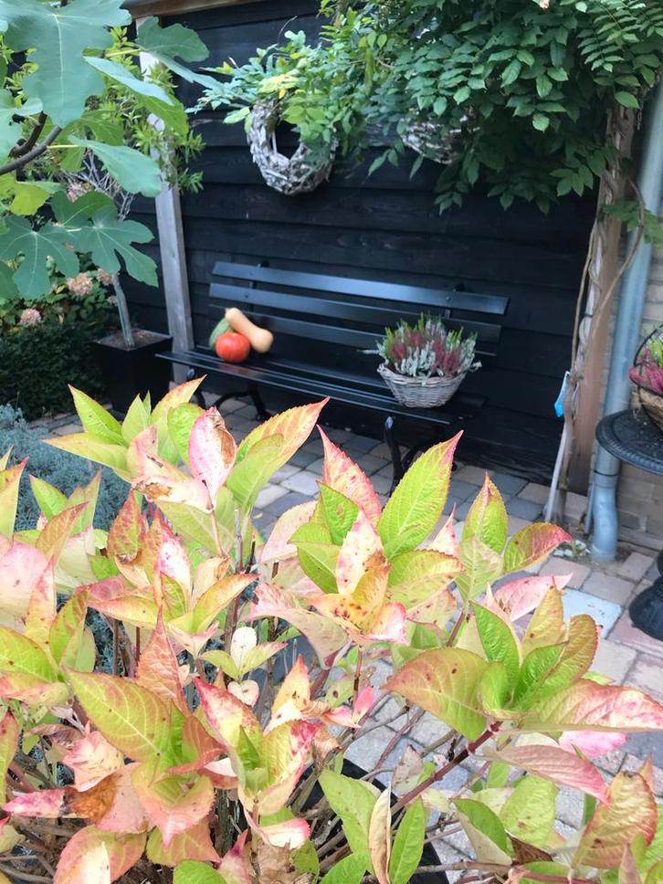 Tuinbank hardhout/gietijzer, 160cm, Tuin en Terras, Tuinsets en Loungesets, Gebruikt, Hout, Ophalen of Verzenden