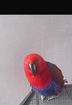 Edelpapegaaien koppel broedrijp, Dieren en Toebehoren, Vogels | Parkieten en Papegaaien, Meerdere dieren, Parkiet