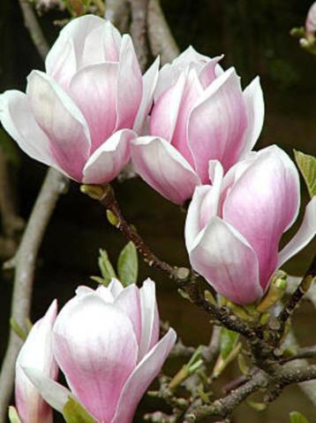 magnolia susan, xsoulangeana, Yellow bird 